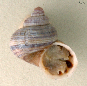  (Tropidophora bemaraensis - UF448455a)  @14 [ ] CreativeCommons - Attribution Non-Commercial Share-Alike (2011) John Slapcinsky Florida Museum of Natural History