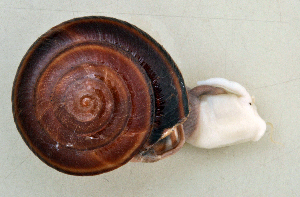  (Monadenia mormonum - UF448918A)  @13 [ ] CreativeCommons - Attribution Non-Commercial Share-Alike (2011) John Slapcinsky Florida Museum of Natural History