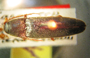  (Melanotus hissaricus - BGE_00900_A09)  @11 [ ] Copyright (c) (2025) Zinenko Oleksandr Museum of Nature of V.N. Karazin Kharkiv National University
