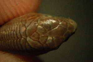  (Asymblepharus - gDNA MTD-TD 25642b)  @11 [ ] Copyright (c) (2025) Zinenko Oleksandr Museum of Nature of V.N. Karazin Kharkiv National University