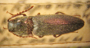  (Melanotus skopini - BGE_00900_B09)  @11 [ ] Copyright (c) (2025) Zinenko Oleksandr Museum of Nature of V.N. Karazin Kharkiv National University