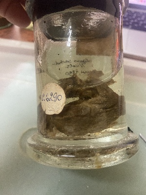  ( - gDNA MTD-TD 25622 3.0)  @11 [ ] Copyright (c) (2025) Glib Mazepa Museum of Nature of V.N. Karazin Kharkiv National University