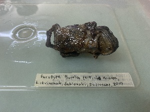  ( - gDNA MTD-TD 25626)  @11 [ ] Copyright (c) (2025) Glib Mazepa Museum of Nature of V.N. Karazin Kharkiv National University