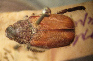  (Hoplia paupera - BGE_00900_C12)  @11 [ ] Copyright (c) (2025) Zinenko Oleksandr Museum of Nature of V.N. Karazin Kharkiv National University