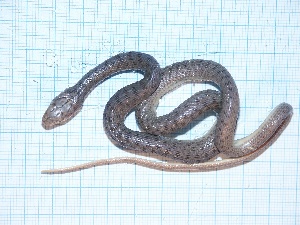  ( - gDNA MTD-TD 25638 2.0 II)  @11 [ ] Copyright (c) (2025) Zinenko Oleksandr Museum of Nature of V.N. Karazin Kharkiv National University