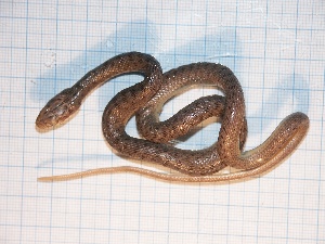  ( - gDNA MTD-TD 25638 2.0 II)  @11 [ ] Copyright (c) (2025) Zinenko Oleksandr Museum of Nature of V.N. Karazin Kharkiv National University