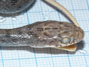  ( - gDNA MTD-TD 25638 2.0 II)  @11 [ ] Copyright (c) (2025) Zinenko Oleksandr Museum of Nature of V.N. Karazin Kharkiv National University