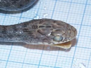  ( - gDNA MTD-TD 25638 2.0 II)  @11 [ ] Copyright (c) (2025) Zinenko Oleksandr Museum of Nature of V.N. Karazin Kharkiv National University