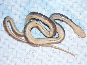  ( - gDNA MTD-TD 25638 2.0 II)  @11 [ ] Copyright (c) (2025) Zinenko Oleksandr Museum of Nature of V.N. Karazin Kharkiv National University