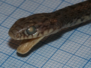  ( - gDNA MTD-TD 25638 2.0 I)  @11 [ ] Copyright (c) (2025) Zinenko Oleksandr Museum of Nature of V.N. Karazin Kharkiv National University