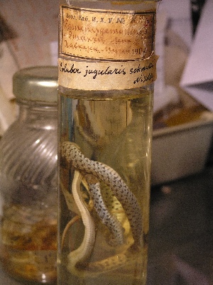  ( - gDNA MTD-TD 25638 2.0 I)  @11 [ ] Copyright (c) (2025) Zinenko Oleksandr Museum of Nature of V.N. Karazin Kharkiv National University