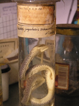  ( - gDNA MTD-TD 25638 2.0 I)  @11 [ ] Copyright (c) (2025) Zinenko Oleksandr Museum of Nature of V.N. Karazin Kharkiv National University
