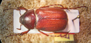  (Xanthotrogus - BGE_00900_E09)  @11 [ ] Copyright (c) (2025) Zinenko Oleksandr Museum of Nature of V.N. Karazin Kharkiv National University