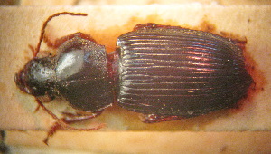  (Harpalus simplicidens - BGE_00900_F11)  @11 [ ] Copyright (c) (2025) Zinenko Oleksandr Museum of Nature of V.N. Karazin Kharkiv National University