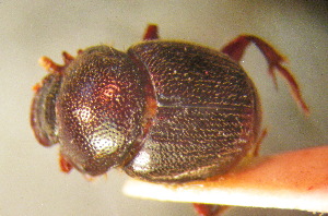  (Onthophagus kondaoensis - BGE_00900_F06)  @11 [ ] Copyright (c) (2025) Zinenko Oleksandr Museum of Nature of V.N. Karazin Kharkiv National University