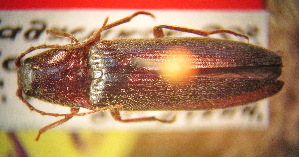  (Melanotus mikhailovi - BGE_00900_G08)  @11 [ ] Copyright (c) (2025) Zinenko Oleksandr Museum of Nature of V.N. Karazin Kharkiv National University