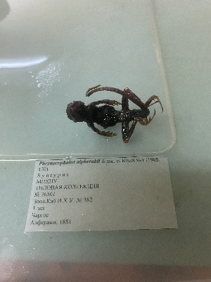  (Phrynocephalus guttatus alpherakii - gDNA MTD-TD 25629)  @11 [ ] Copyright (c) (2025) Glib Mazepa Museum of Nature of V.N. Karazin Kharkiv National University
