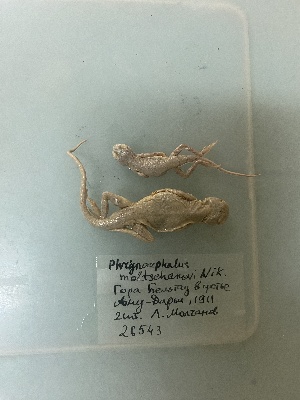  (Phrynocephalus guttatus moltschanowi - gDNA MTD-TD 25635a)  @11 [ ] Copyright (c) (2025) Glib Mazepa Museum of Nature of V.N. Karazin Kharkiv National University
