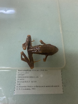  (Rana dybowskii - gDNA MTD-TD 25644)  @11 [ ] Copyright (c) (2025) Glib Mazepa Museum of Nature of V.N. Karazin Kharkiv National University