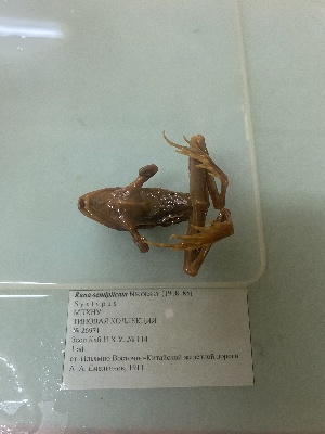  ( - gDNA MTD-TD 25644 2.0)  @11 [ ] Copyright (c) (2025) Glib Mazepa Museum of Nature of V.N. Karazin Kharkiv National University