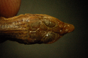  ( - gDNA MTD-TD 25633)  @11 [ ] Copyright (c) (2025) Zinenko Oleksandr Museum of Nature of V.N. Karazin Kharkiv National University