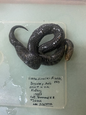  ( - gDNA MTD-TD 25643 2.0 II)  @11 [ ] Copyright (c) (2025) Glib Mazepa Museum of Nature of V.N. Karazin Kharkiv National University