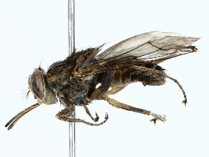 (Glossina swynnertoni - BIOUG80130-C05)  @11 [ ] CreativeCommons - Attribution (2022) CBG Photography Group Centre for Biodiversity Genomics