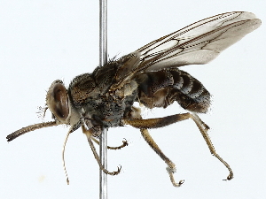  ( - BIOUG80130-C12)  @11 [ ] CreativeCommons - Attribution (2022) CBG Photography Group Centre for Biodiversity Genomics