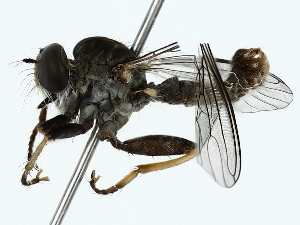  (Emphysomera pallidapex - BIOUG85475-B06)  @11 [ ] CreativeCommons - Attribution (2022) CBG Photography Group Centre for Biodiversity Genomics