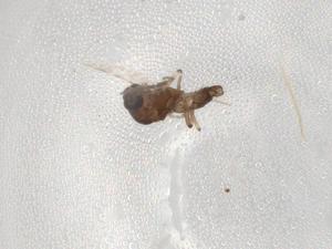  ( - BIOUG87248-H02)  @11 [ ] CreativeCommons - Attribution (2022) Centre for Biodiversity Genomics Centre for Biodiversity Genomics