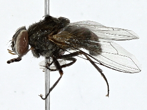  ( - BIOUG91293-C05)  @11 [ ] CreativeCommons - Attribution (2022) CBG Photography Group Centre for Biodiversity Genomics