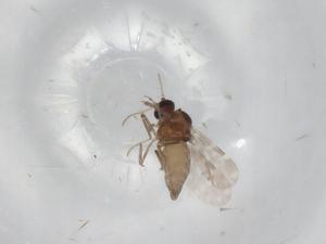  ( - BIOUG97553-C04)  @11 [ ] CreativeCommons - Attribution (2023) Centre for Biodiversity Genomics Centre for Biodiversity Genomics