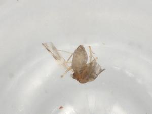  ( - BIOUG97588-D01)  @11 [ ] CreativeCommons - Attribution (2023) Centre for Biodiversity Genomics Centre for Biodiversity Genomics