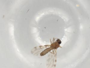  ( - BIOUG97589-E12)  @11 [ ] CreativeCommons - Attribution (2023) Centre for Biodiversity Genomics Centre for Biodiversity Genomics