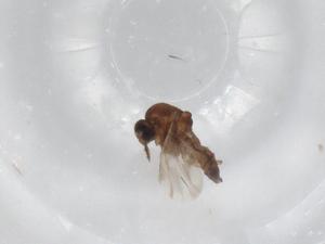  ( - BIOUG97603-D07)  @11 [ ] CreativeCommons - Attribution (2023) Centre for Biodiversity Genomics Centre for Biodiversity Genomics