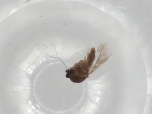  ( - BIOUG97616-E04)  @11 [ ] CreativeCommons - Attribution (2023) Centre for Biodiversity Genomics Centre for Biodiversity Genomics