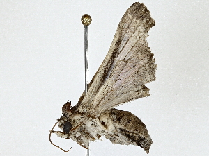  ( - BIOUG89976-H10)  @11 [ ] CreativeCommons - Attribution (2022) CBG Photography Group Centre for Biodiversity Genomics