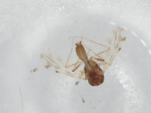  ( - BIOUG98832-E02)  @11 [ ] CreativeCommons - Attribution (2023) Centre for Biodiversity Genomics Centre for Biodiversity Genomics