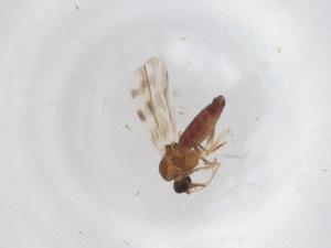  ( - BIOUG99986-A07)  @11 [ ] CreativeCommons - Attribution (2023) Centre for Biodiversity Genomics Centre for Biodiversity Genomics