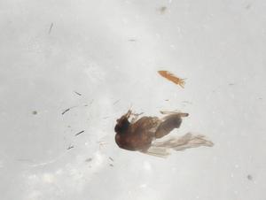  ( - BIOUG99002-A11)  @11 [ ] CreativeCommons - Attribution (2023) Centre for Biodiversity Genomics Centre for Biodiversity Genomics