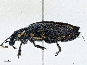 ( - CBG-A00259-G02)  @11 [ ] CreativeCommons - Attribution (2023) CBG Photography Group Centre for Biodiversity Genomics
