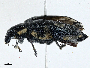  ( - CBG-A00259-G04)  @11 [ ] CreativeCommons - Attribution (2023) CBG Photography Group Centre for Biodiversity Genomics