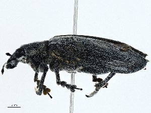  ( - CBG-A00260-A05)  @11 [ ] CreativeCommons - Attribution (2023) CBG Photography Group Centre for Biodiversity Genomics