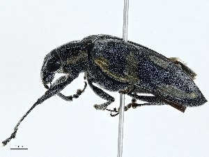  ( - CBG-A00260-A07)  @11 [ ] CreativeCommons - Attribution (2023) CBG Photography Group Centre for Biodiversity Genomics