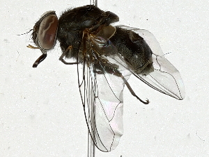  ( - BIOUG91341-H05)  @11 [ ] CreativeCommons - Attribution (2022) CBG Photography Group Centre for Biodiversity Genomics