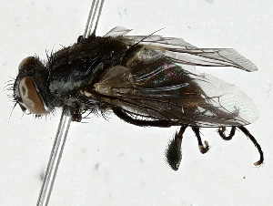  ( - BIOUG91341-H06)  @11 [ ] CreativeCommons - Attribution (2022) CBG Photography Group Centre for Biodiversity Genomics