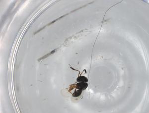  (Psix striaticeps - CBG-A00001-H04)  @11 [ ] CreativeCommons - Attribution (2023) Centre for Biodiversity Genomics Centre for Biodiversity Genomics