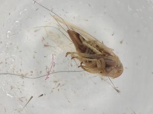  ( - CBG-A00012-G04)  @11 [ ] CreativeCommons - Attribution (2023) Centre for Biodiversity Genomics Centre for Biodiversity Genomics