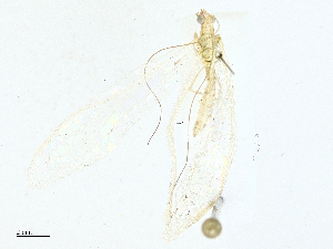  ( - CBG-A02870-H02)  @11 [ ] CreativeCommons - Attribution (2023) CBG Photography Group Centre for Biodiversity Genomics