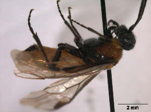  ( - TROM-TSZX-22858)  @12 [ ] CreativeCommons - Attribution Non-Commercial Share-Alike (2015) Unspecified Tromso University Museum